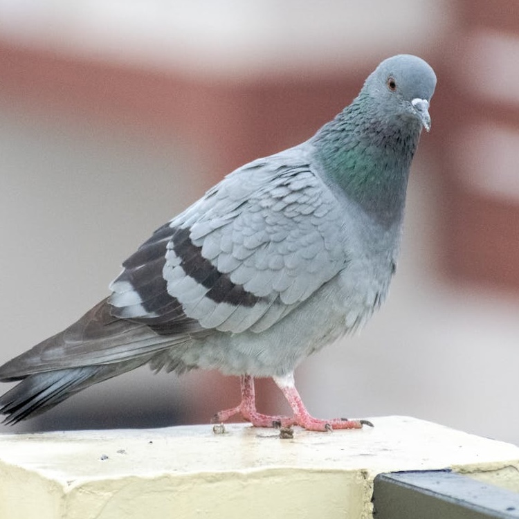 Pigeon standing on a ledge