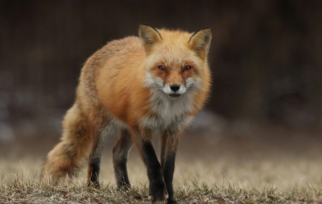 A fox staring at the camera