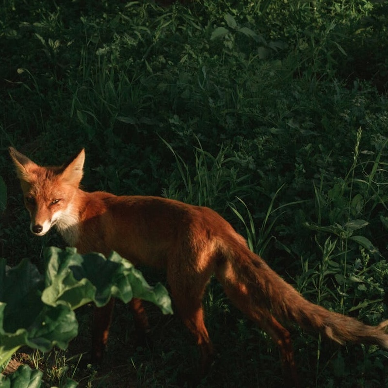 Red fox in grass