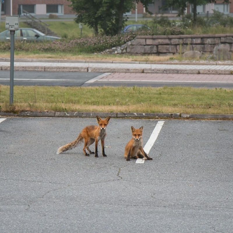 Two young foxes in a car park