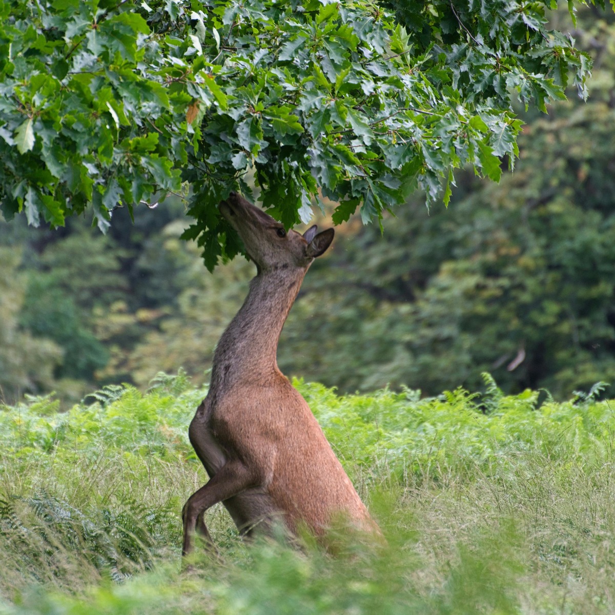 Red deer eating from a tree