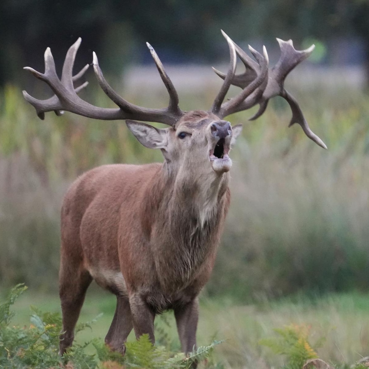 Red deer buck 