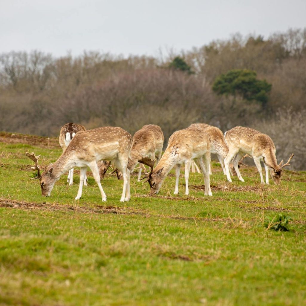 Deer eating grass