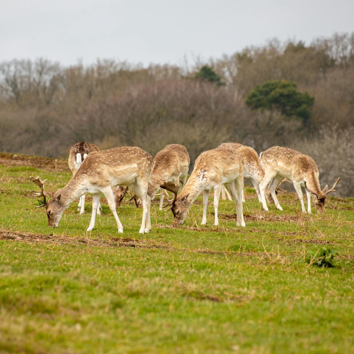 Deer eating grass 