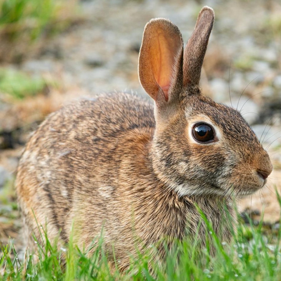 Rabbit close up in grass