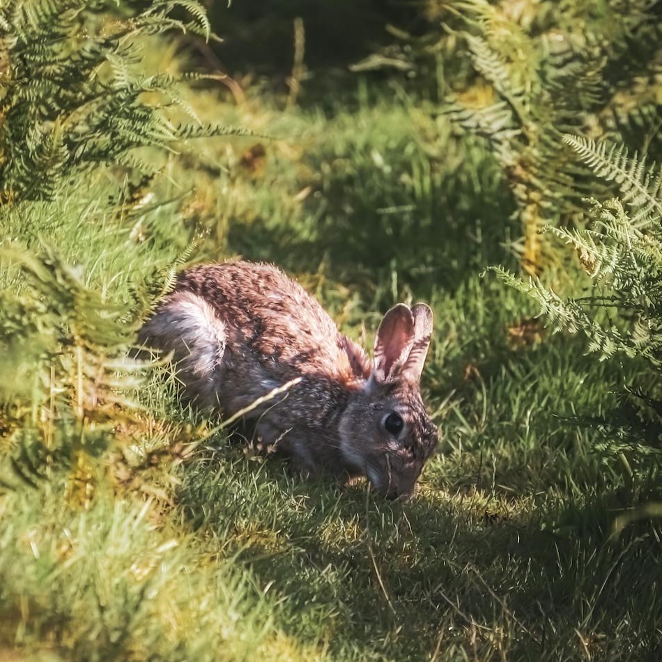 Rabbit in long grass