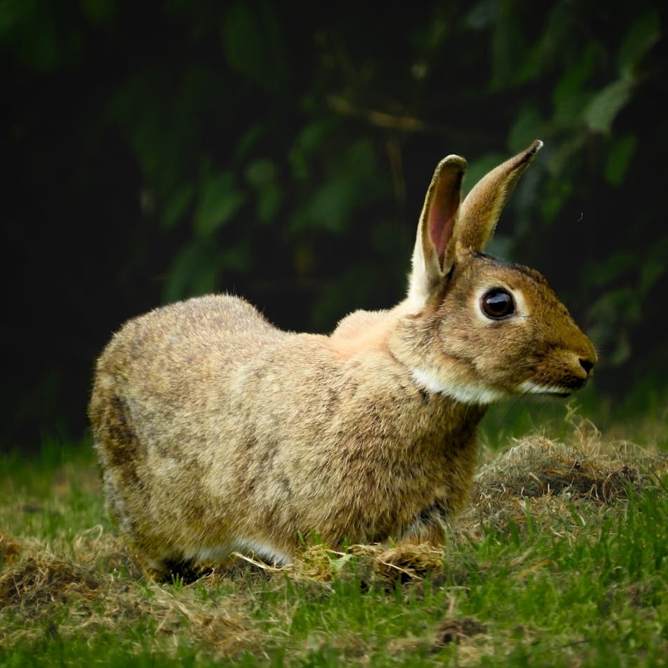 Wild rabbit on grass
