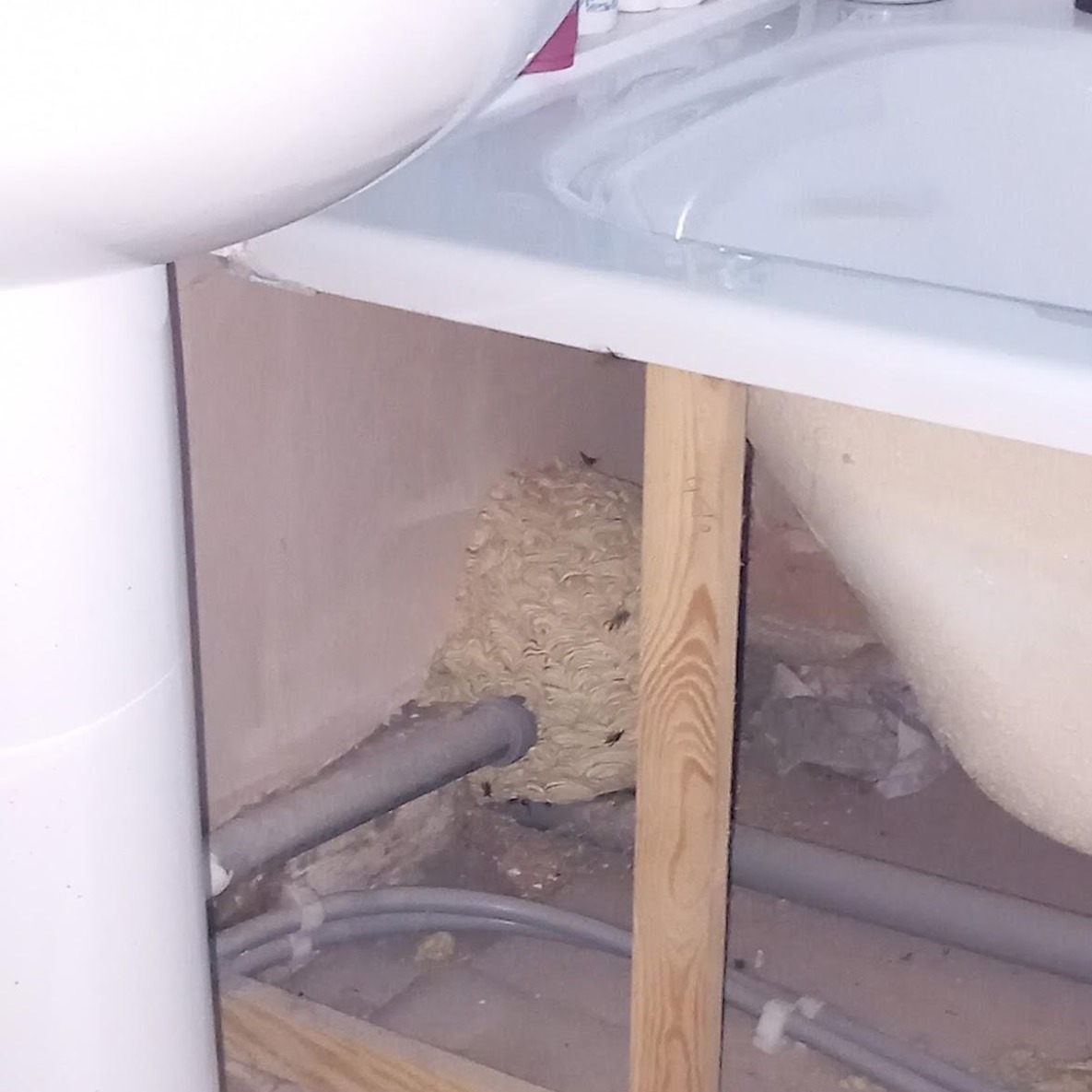 A wasp nest under a bath in a sink in a domestic home