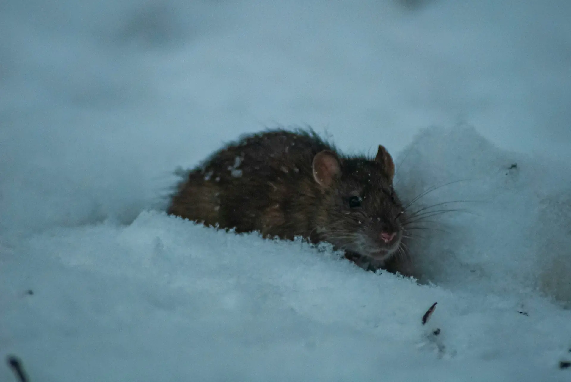 Do Rats Hibernate In Winter?