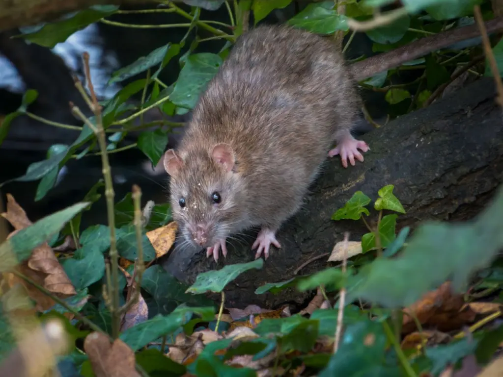 Rat on a grassy bank